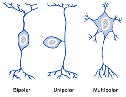 idealised-neurone-types1